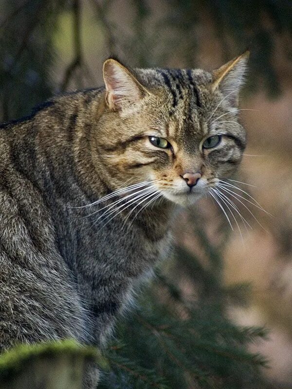 Европейский Лесной кот камышовый. Среднеевропейский дикий Лесной кот. Европейская Дикая Лесная кошка. Камышовый кот полосатый.
