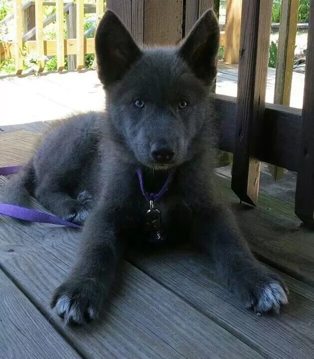 Pin on Blue bay Shepard
