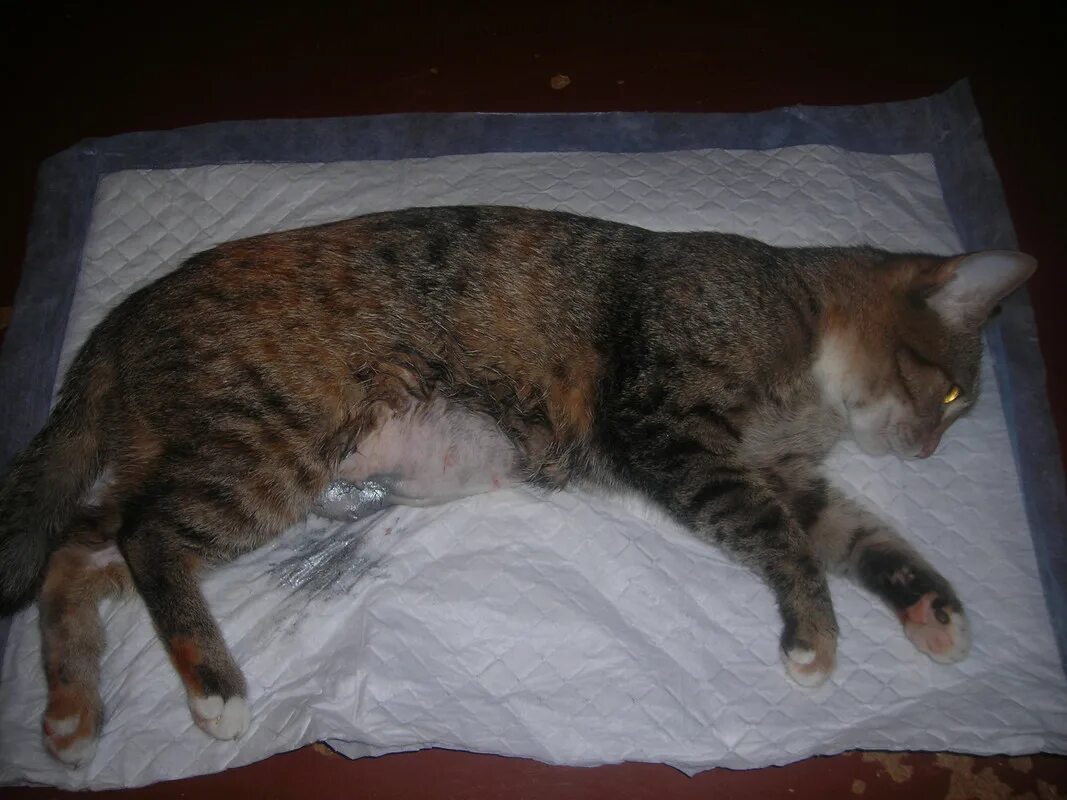 Беременность кошки. Срок беременности у кошек. Бездомная беременная кошка. Беременная кошка 1 месяц. Беременная кошка 2 недели.