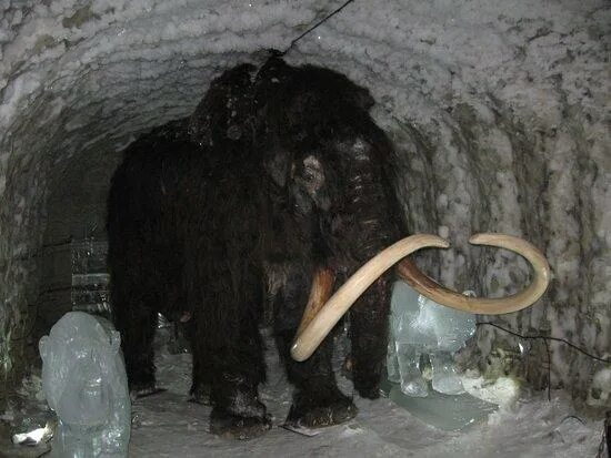 Как выглядит настоящий мамонт Woolly Mammoths could come back to Life WordlessTech Prehistoric animals, Wooly