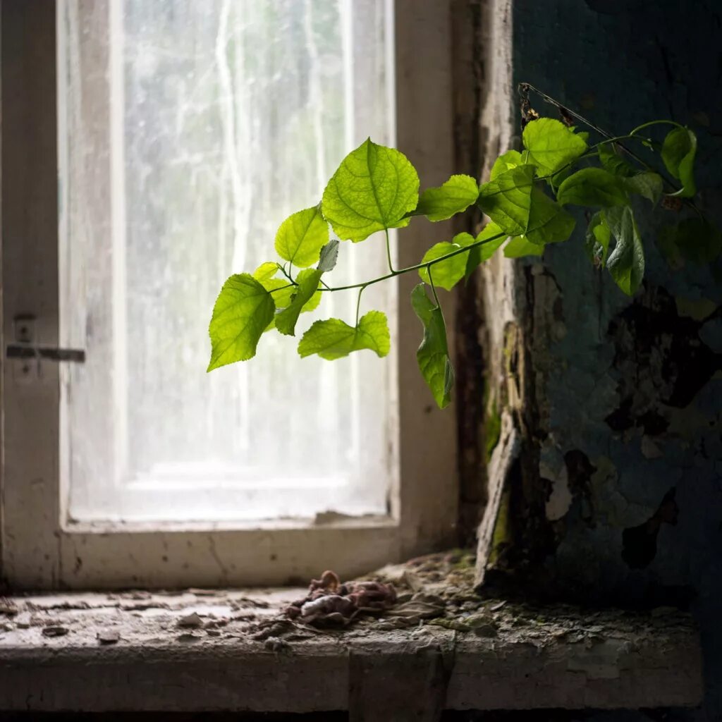 Branch lives