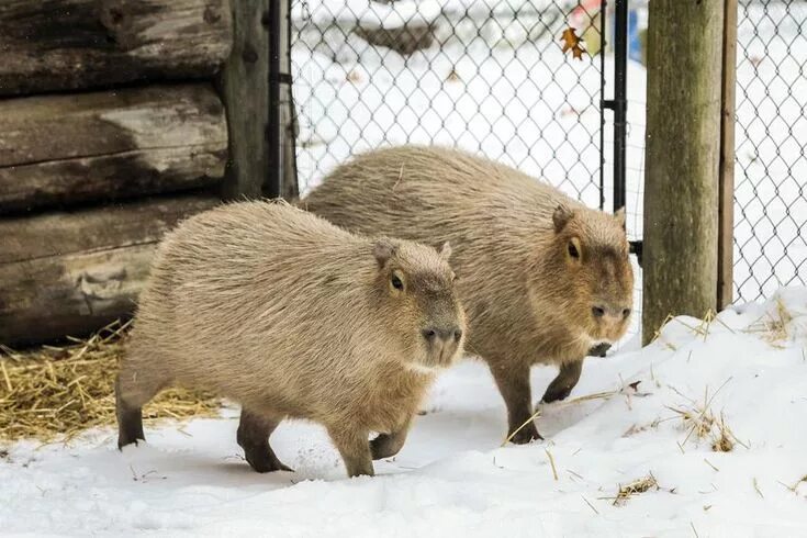 The High Park Zoo is getting its own beer