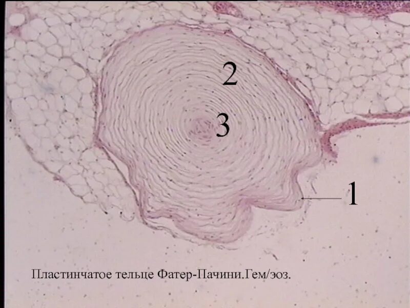 Тельце фатера Пачини гистология. Тельце фатера Пачини гистология препарат. Тельца фатера Пачини препарат. Пластинчатые тельца фатера-Пачини препарат. Пластинчатый слой