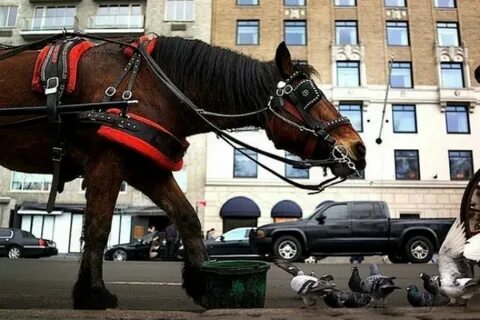 Лошадь не стоит на месте