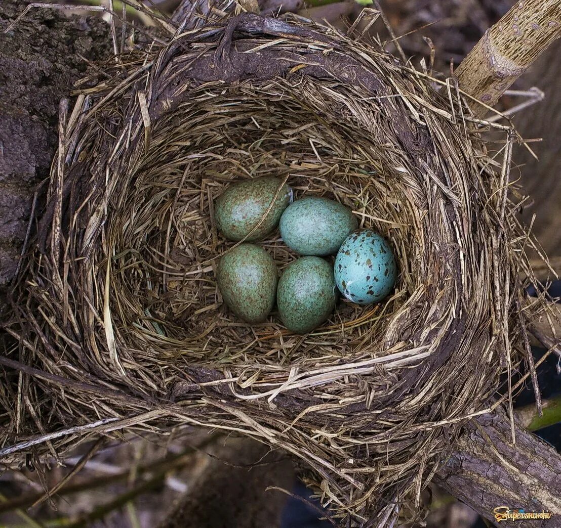 Яйца кукушки фото. Гнездо дрозда рябинника. Дрозды яйца птенцы. Дрозд рябинник яйца и гнездо. Яйца дрозда рябинника.