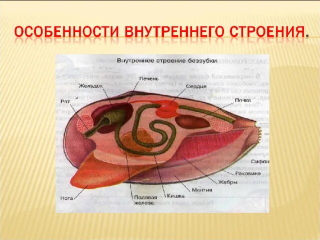 Внешнее и внутреннее строение беззубки. Внешнее и внутреннее строение беззубки рисунок. беззубка моллюск внутреннее строение. внутреннее строение беззубки. беззубка обыкновенная строение.