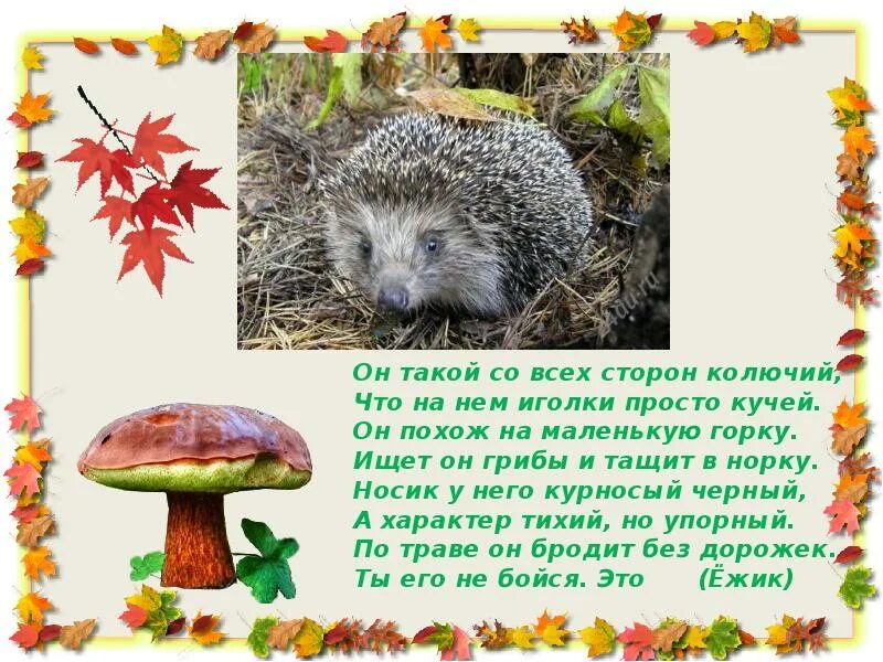 Как ежик готовится к зиме. Ежик готовится к зиме для детей. ежик готовятся к зиме для дошкольников. как ежик готовится к зиме для детей. как еж готовится к зиме для дошкольников.