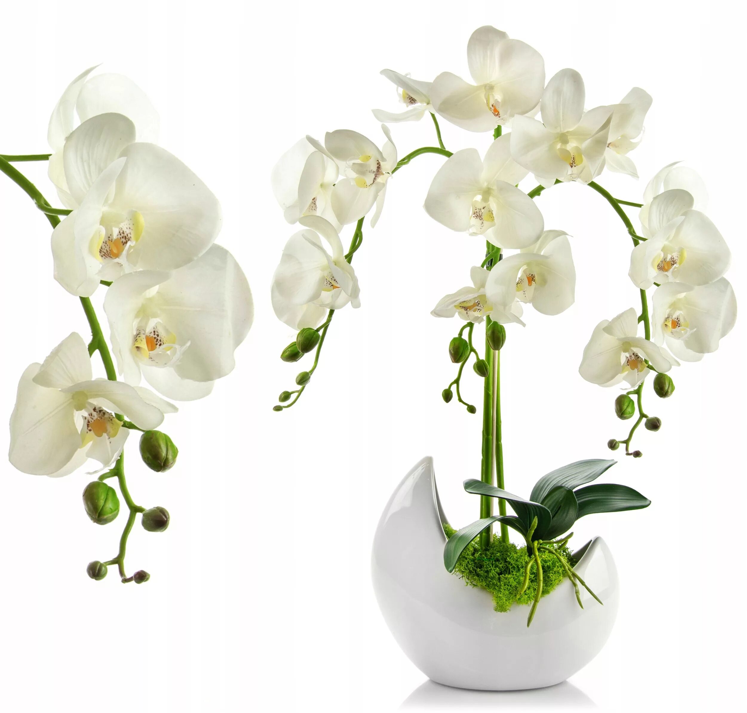 Орхидея фаленопсис белая. Орхидея фаленопсис Lausanne. Орхидея фаленопсис икеа. Орхидея фаленопсис белая в горшке.