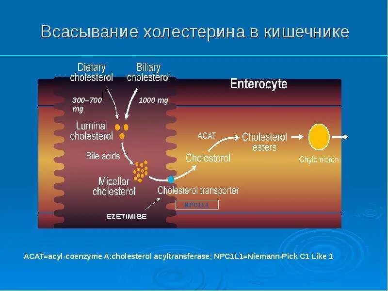 Ингибируют всасывание. Всасывание холестерина. всасывание холестерина в кишечнике. всасывание холестерина биохимия. переваривание и всасывание холестерина.