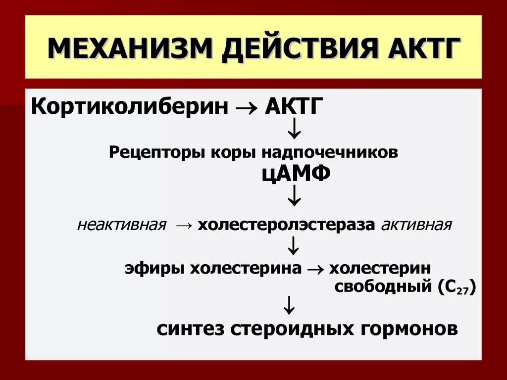 Также будет расширенная. Адренокортикотропный гормон (АКТГ) секретируется. Механизм действия гормонов надпочечников. Адренокортикотропный гормон функции. АКТГ функции гормона.