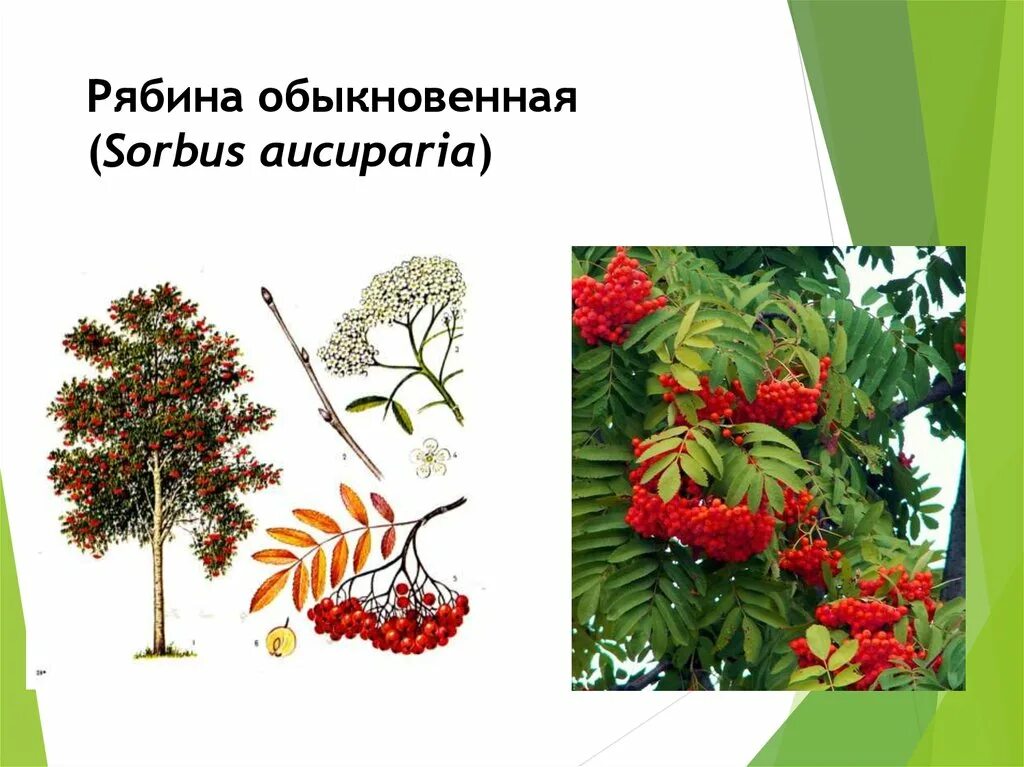 Рябина распространение плодов. Рябина обыкновенная Sorbus aucuparia. Рябина обыкновенная ботаника. Рябина обыкновенная стебель. Рябина обыкновенная биология.