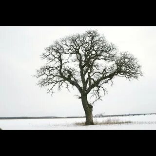 Trees музыка
