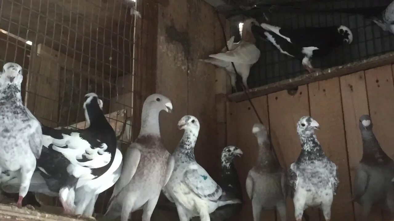 Голубей выставочных. Почтовые немцы голуби. голуби немцы московские. немецкий выставочный породы голубей.