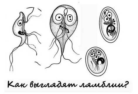 Лямблия тип питания
