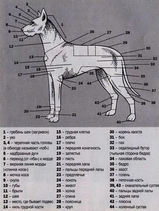 Где живут собаки как называется. Ареал обитания динго. Собака окрасов порода немецкая овчарка. Кто живет в конуре. Породы собак с фотографиями и названиями.