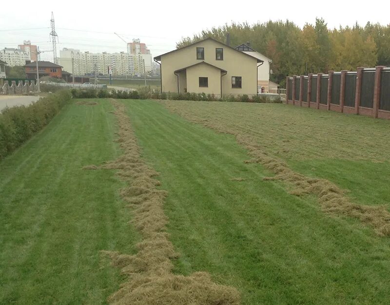 Газон на зиму. Газон после скарификации. вычесывание газона. газон после скарификации весной. газон после зимы.