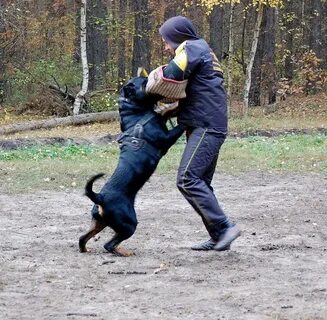 Кинолог воронеж