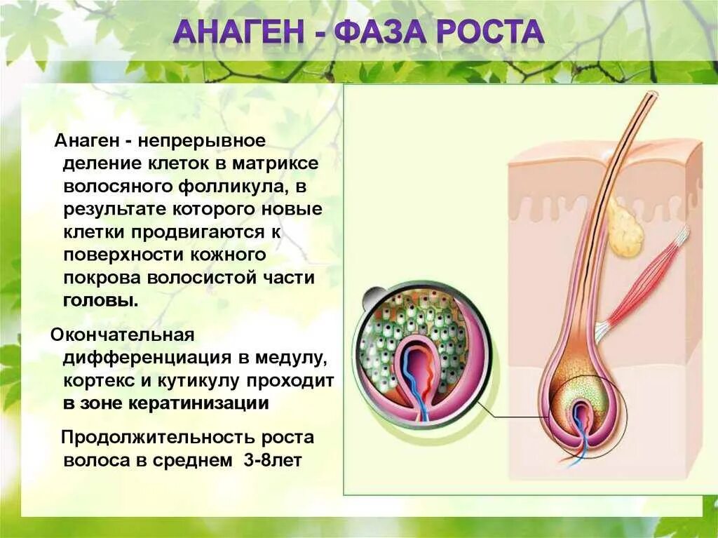 Фазы роста волос анаген. Строение и стадии роста волос. Катаген фаза роста волос. Волос в стадии анагена. Рост волоса происходит за счет