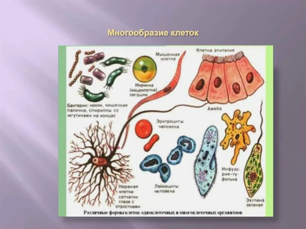 Растения эукариотические организмы. Многообразие эукариотических клеток. Многообразие клеток эукариот. Разнообразие клеток живых организмов. Различные эукариотические клетки.