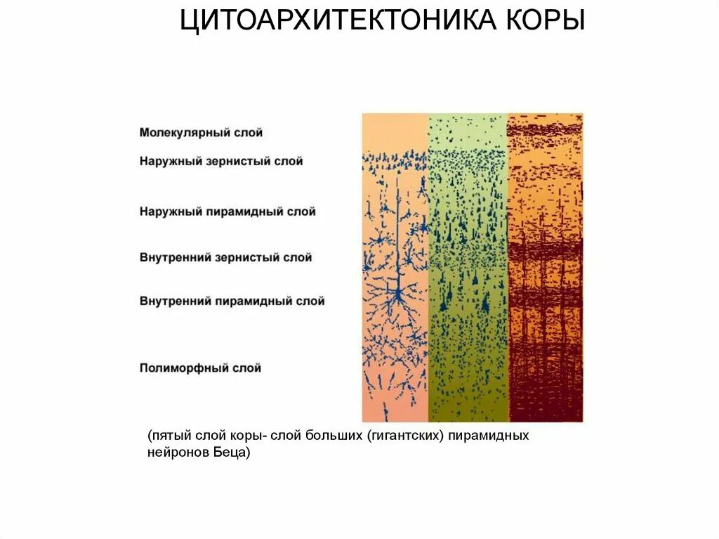 Архитектоника коры головного мозга. Цитоархитектоника коры больших полушарий. Слои коры конечного мозга. Цитоархитектоника молекулярный слой.