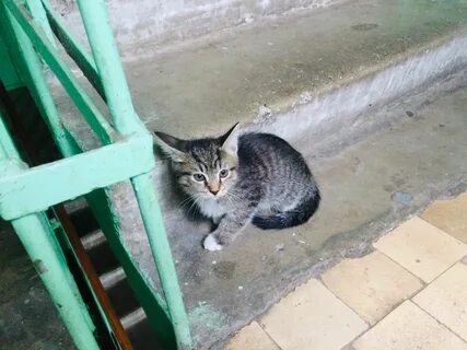 Кошку достали