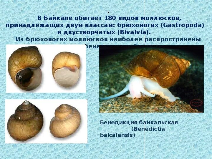 Как человек использует моллюсков. Как человек использует моллюсков