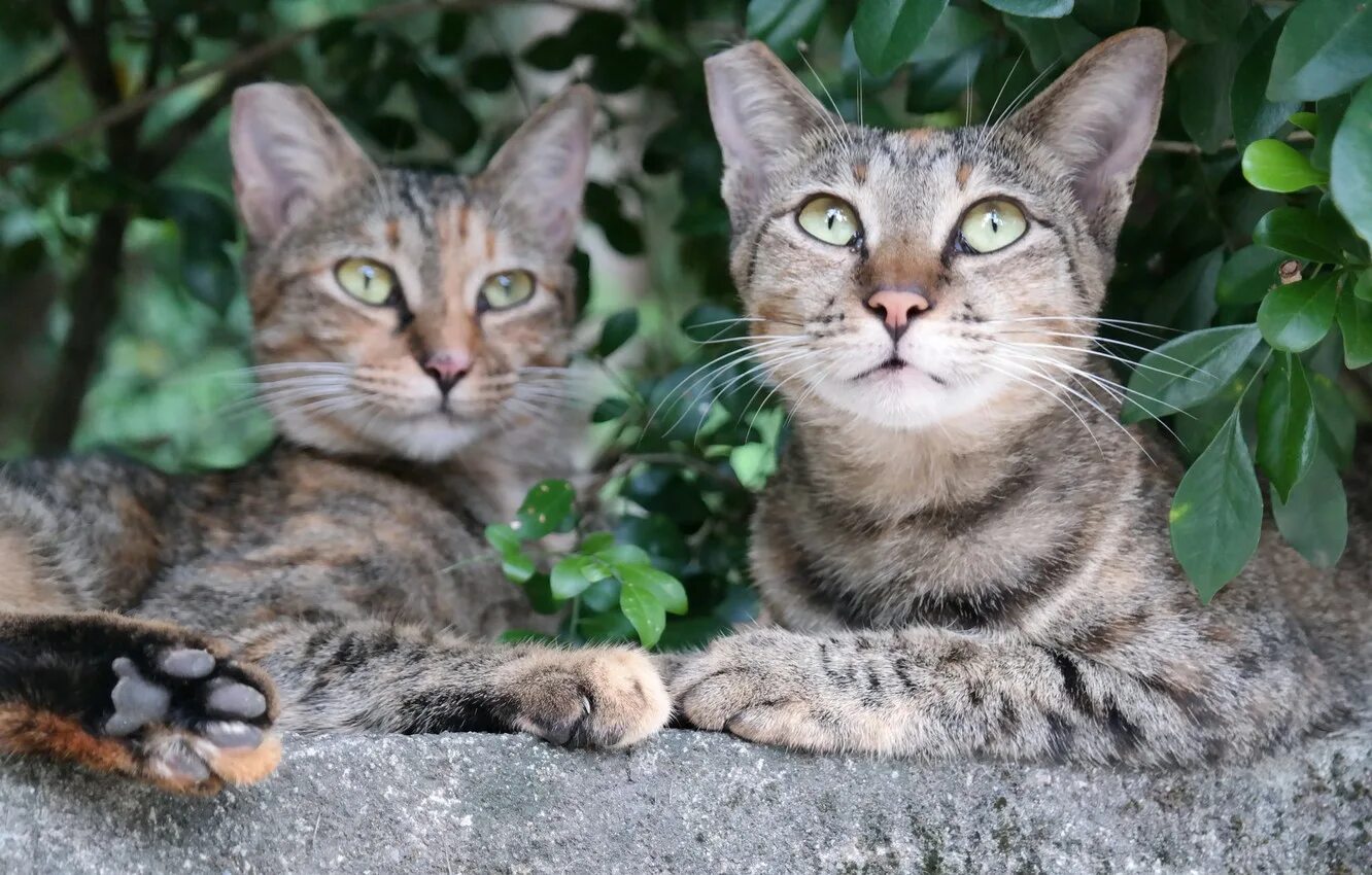 4 pairs cat. Рыжий и черный кот. Два кота. 4 pairs cat. Кот и кошка.