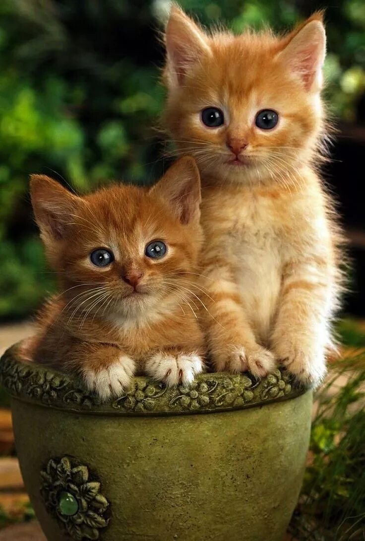 Какие нибудь кошечки. Красивые котята. красивые котики. милые котята. милые кошечки.