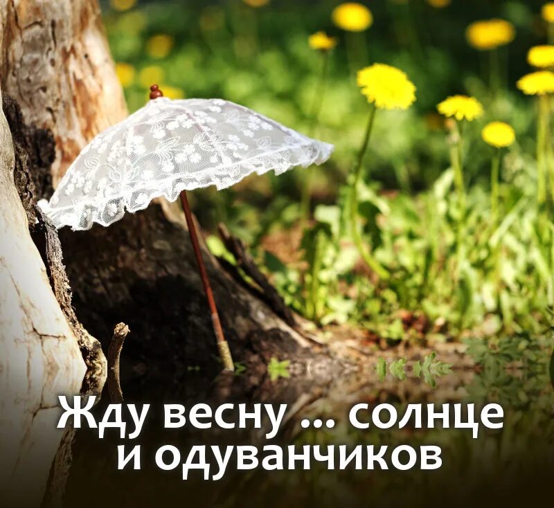 Одуванчик цитаты. Жду весну солнце и одуванчиков. весенний мотиватор.