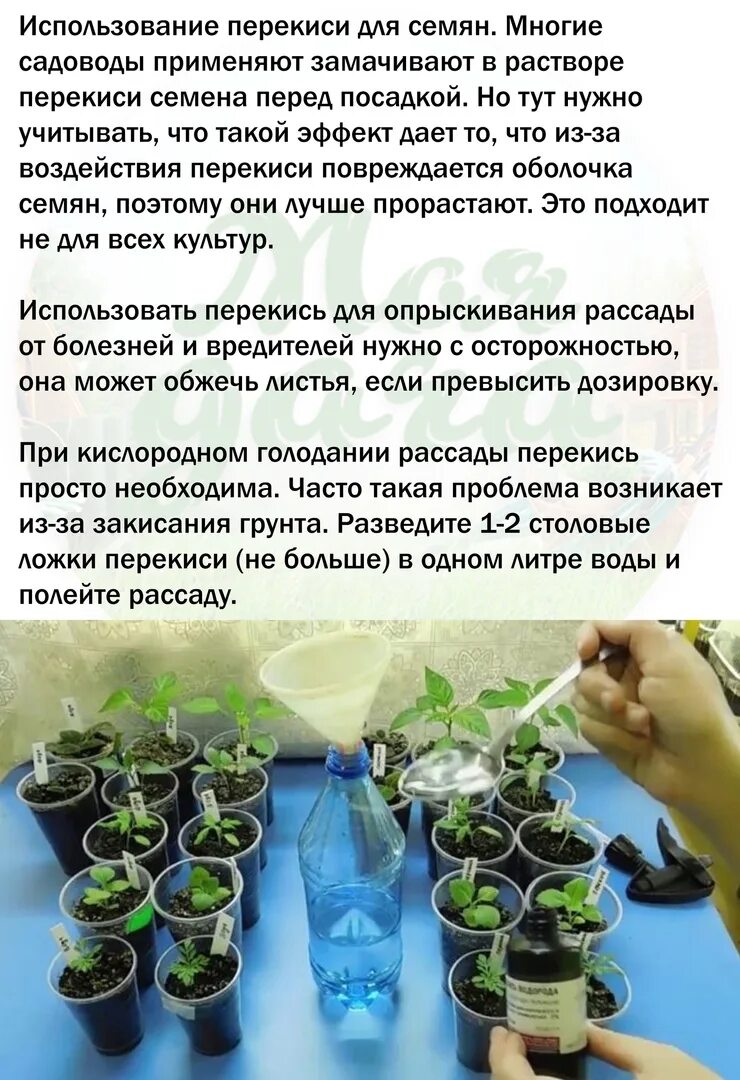 Подкормка рассады перекисью водорода в домашних. Подкормка рассады перекисью водорода. Перекись водорода для рассады. Удобрение рассады перекисью водорода. Перекись водорода для рассады томатов.