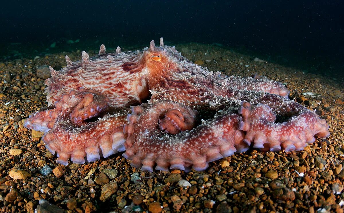 Какое морское создание
