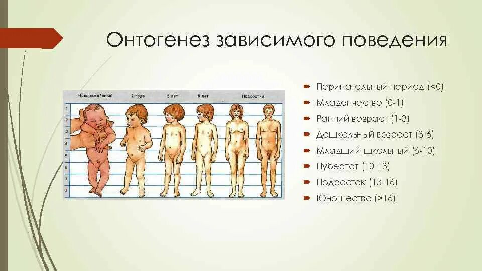 Онтогенез личности. Онтогенез человека. Онтогенез периоды онтогенеза. Этапы онтогенеза ребенка. Перинатальный период онтогенеза.