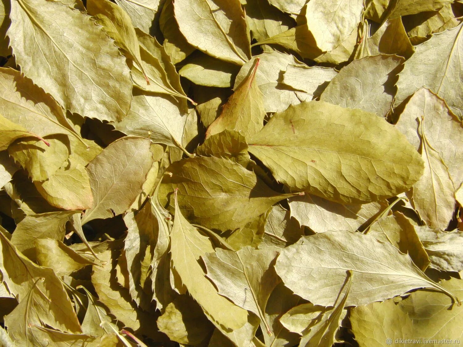 Сушеные листья купить