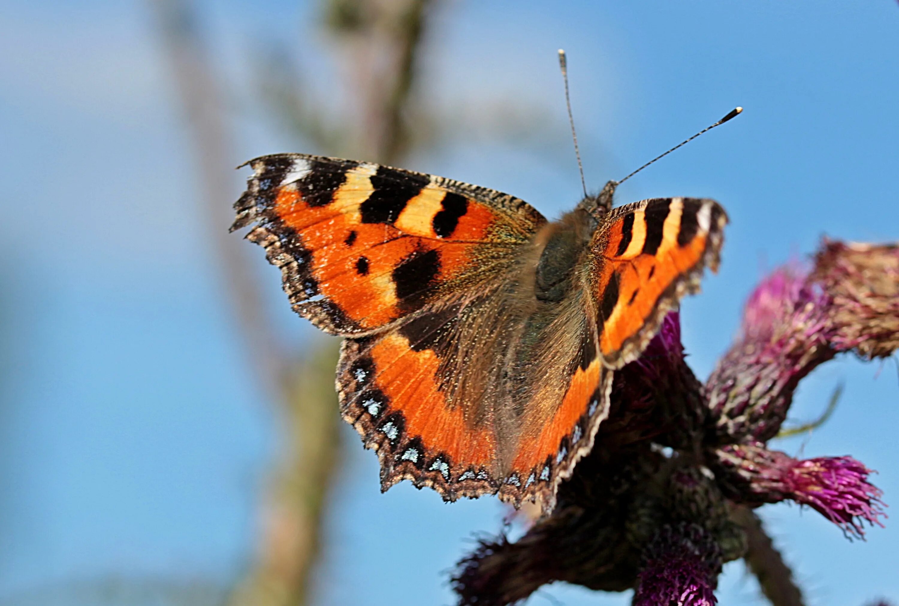 Многоцветница обыкновенная. Nymphalis urticae. Крапивница Aglais urticae. Бабочка крапивница.