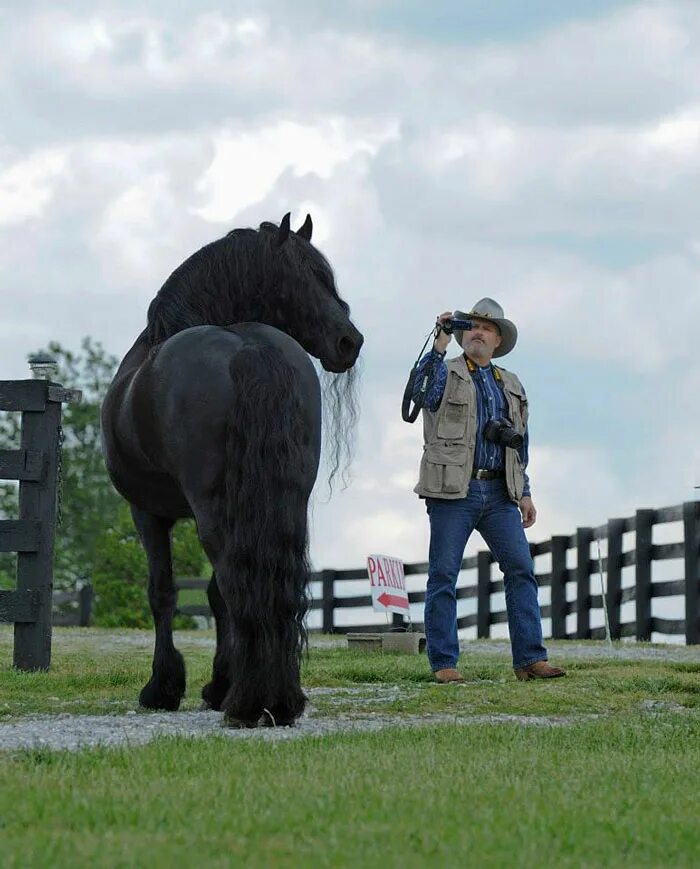 Породистый белый конь. Покажи большую лошадь. Лошади породы пони нью форест. Покажи большую лошадь. Першеронская порода лошадей.