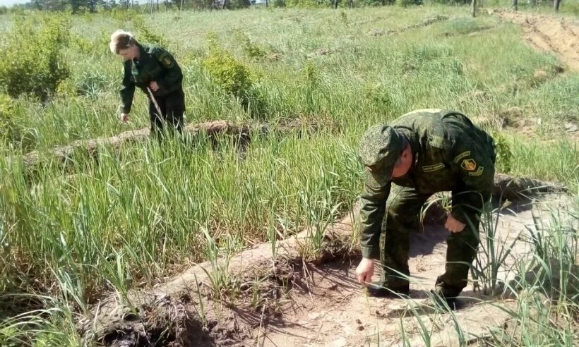 Приемка лесных культур. Приемка лесных культур. Приемка лесных культур. Посадка лесных культур. Технологическая приемка лесных культур.