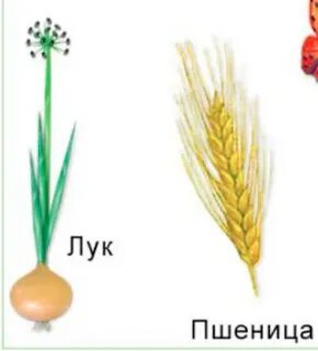 К двудольным растениям относятся пшеница кукуруза лук
