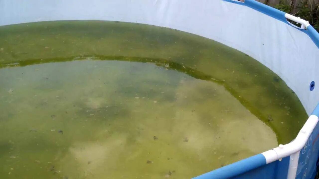 Вода в бассейне позеленела после хлорирования почему. Зеленая вода в бассейне. зацвела вода в бассейне. мутная вода в бассейне. бассейн зацвел.