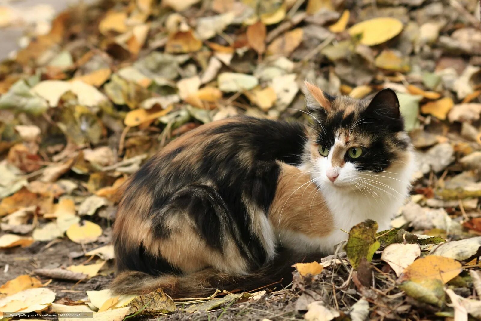 Рыжая кошка с черными пятнами порода. Трехцветные кошки Калико. Трёхцветная кошка Крысолов. Американская жесткошерстная кошка трехцветная. Трёхцветные беспородная.