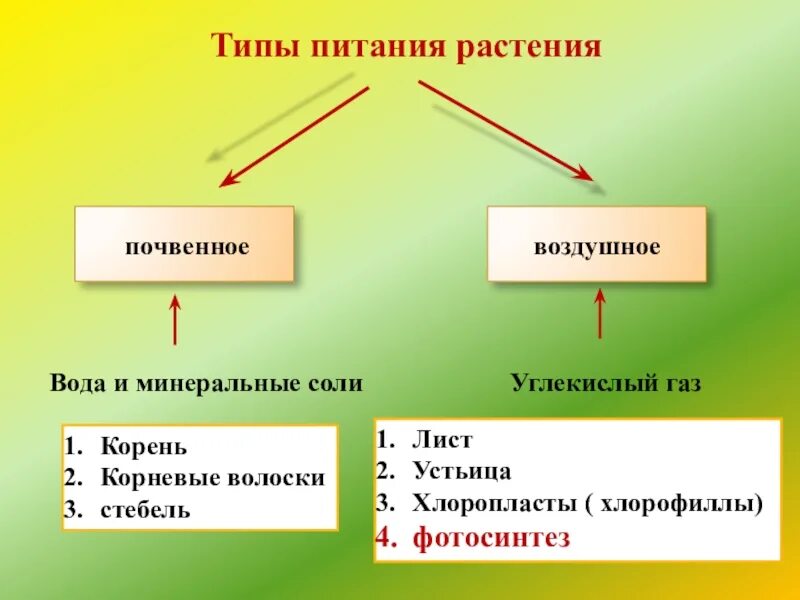 Типы питания растений. Растения по типу питания. Почвенное питание растений. Схема питания растений.