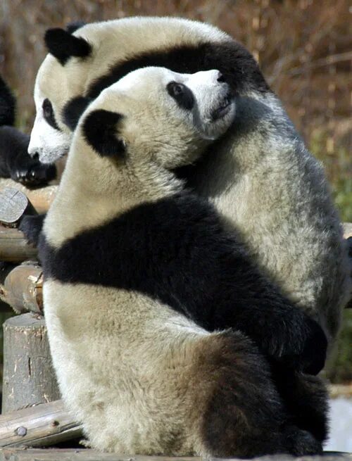 Loc pandas что делает. Pandas insert. Import pandas data = read_csv('polomki. Pandas insert. Датафрейм pandas.