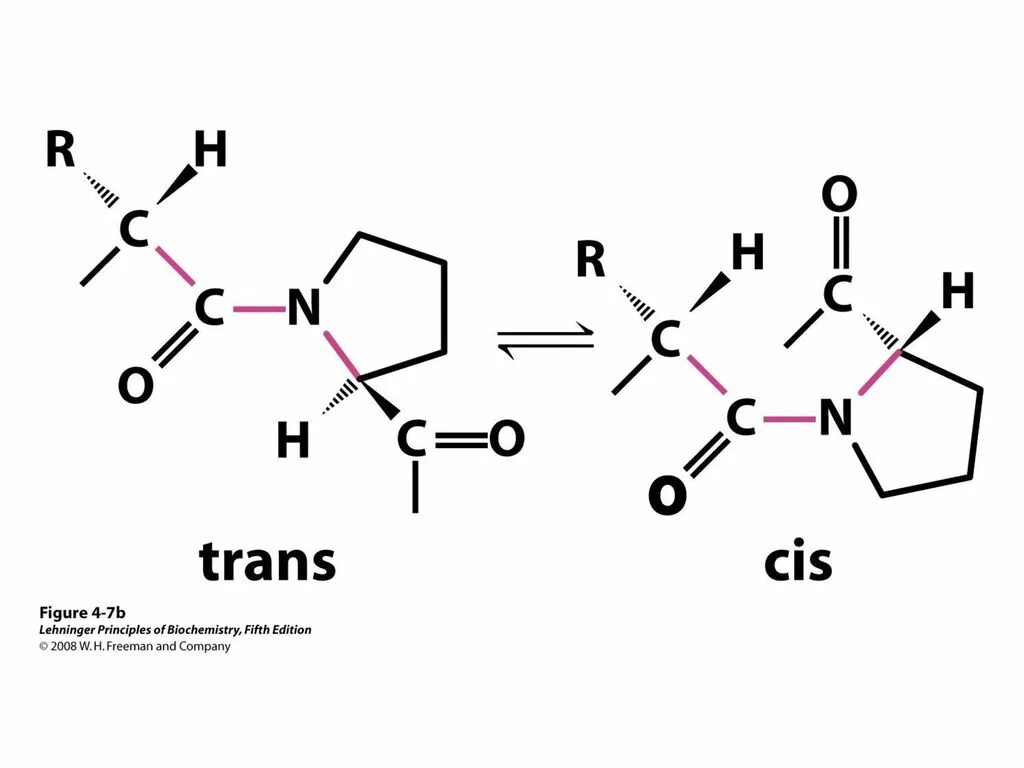 Пролин в пептиде. Транс конфигурация пептидных связей. Изомеры пролина. Пептидная связь с пролином. Цис 6