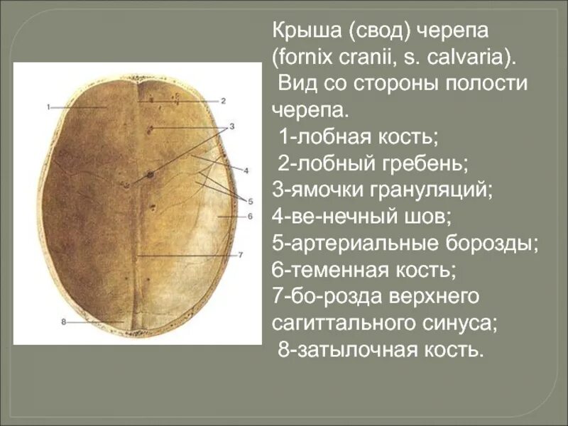 Свод черепа кости его образующие. Свод черепа кости его образующие. Свод черепа кости его образующие. Кости, образующие свод мозгового черепа. Свод и основание черепа.