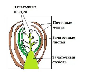 Строение вегетативных и генеративных почек лабораторная работа