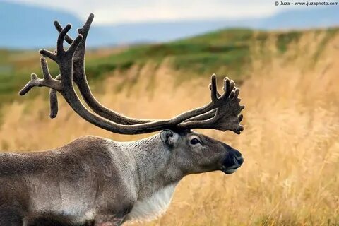 Северный олень америки 6 букв сканворд