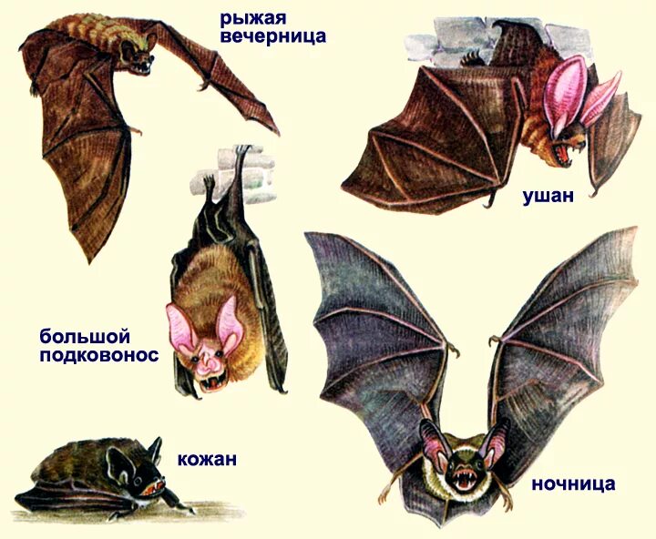 Рукокрылые млекопитающие примеры