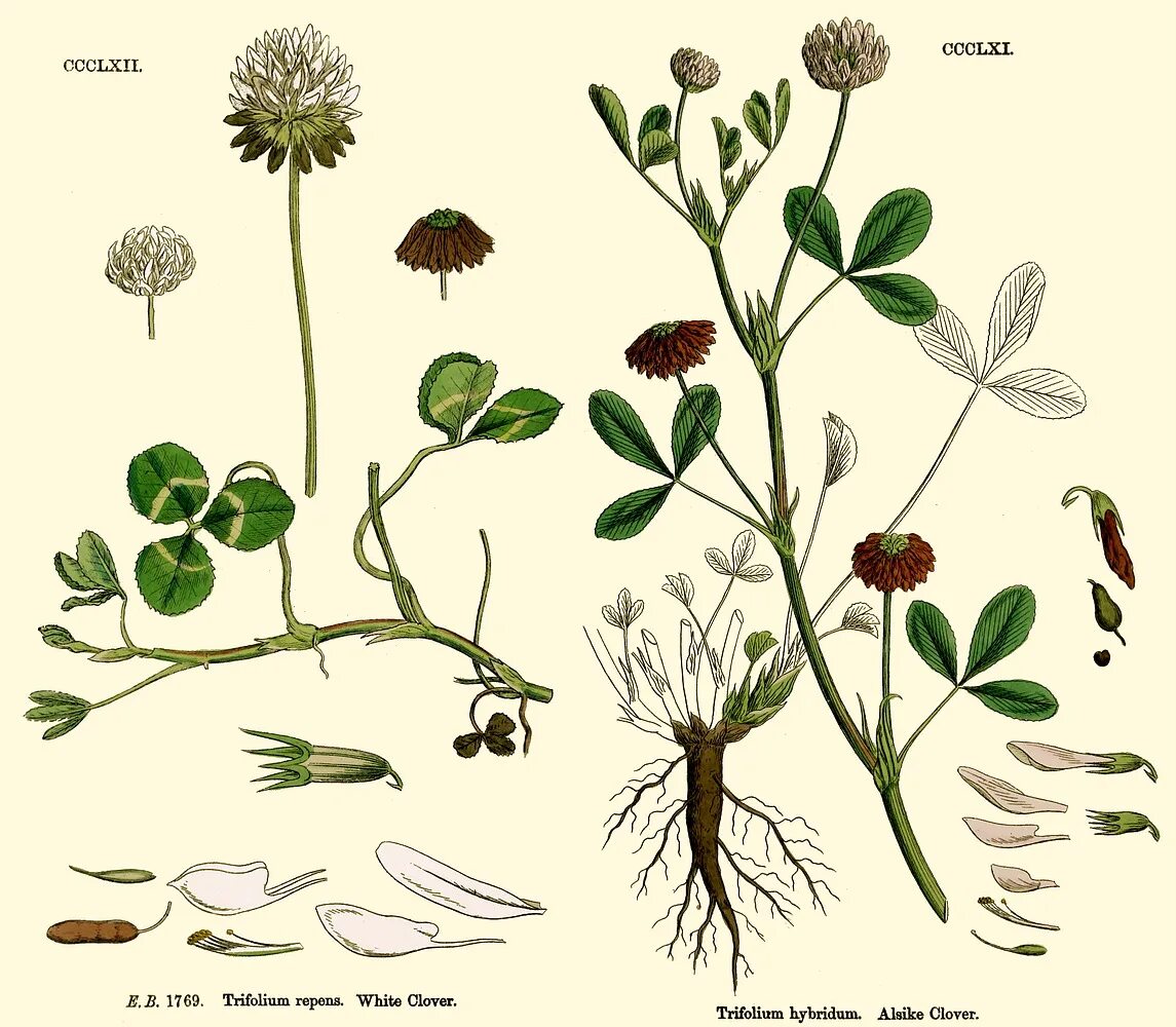 Клевер покрытосеменной. Клевер Луговой и ползучий. Клевер ползучий корневище. Клевер белый ползучий плод. Клевер Луговой гибридный ползучий.
