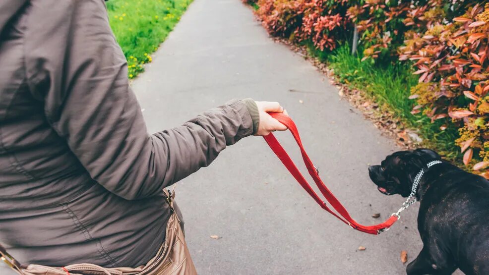 Leash slap