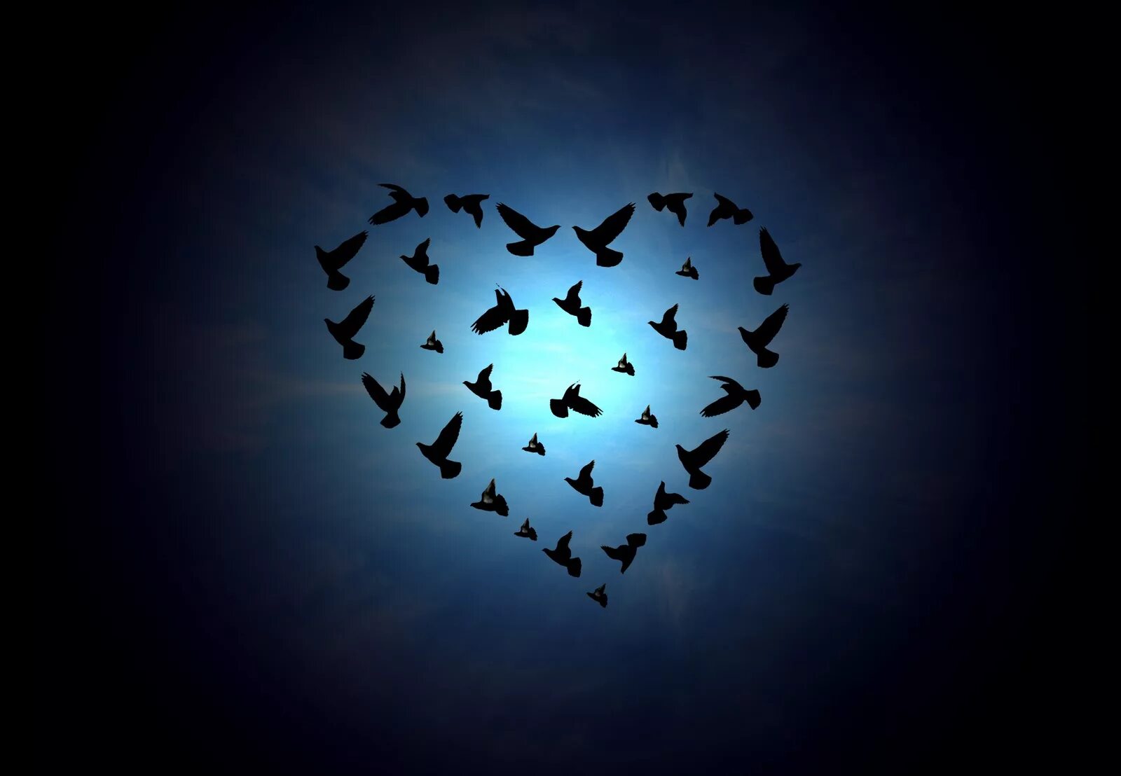 белый лебедь. птички в виде сердца. сердце из птиц. птички в гнездышках. красивые птицы.