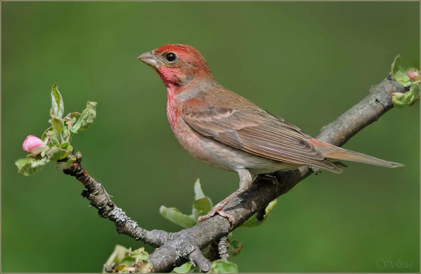 Маленькая птица поет. Чечевица Carpodacus erythrinus. Carpodacus erythrinus птица. Птичка чечевица обыкновенная. Певчие воробьиные Вьюрковые.